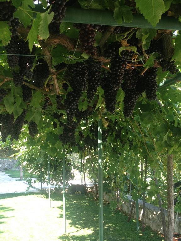 Green Silence - Vuk Podgorica Zewnętrze zdjęcie